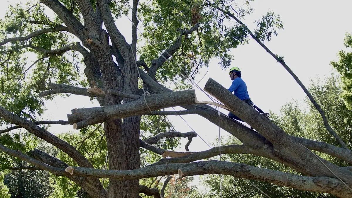 Professional Crown Thinning performed by certified arborists in Twin Bridges