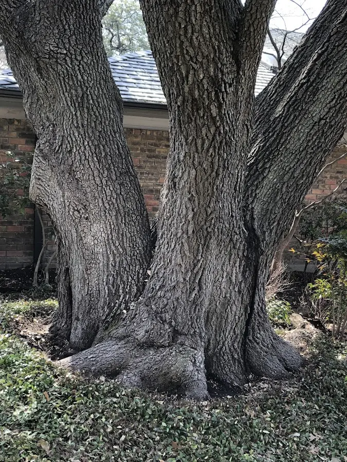 Mature heritage tree close to a Twin Bridges property cared for by certified arborists